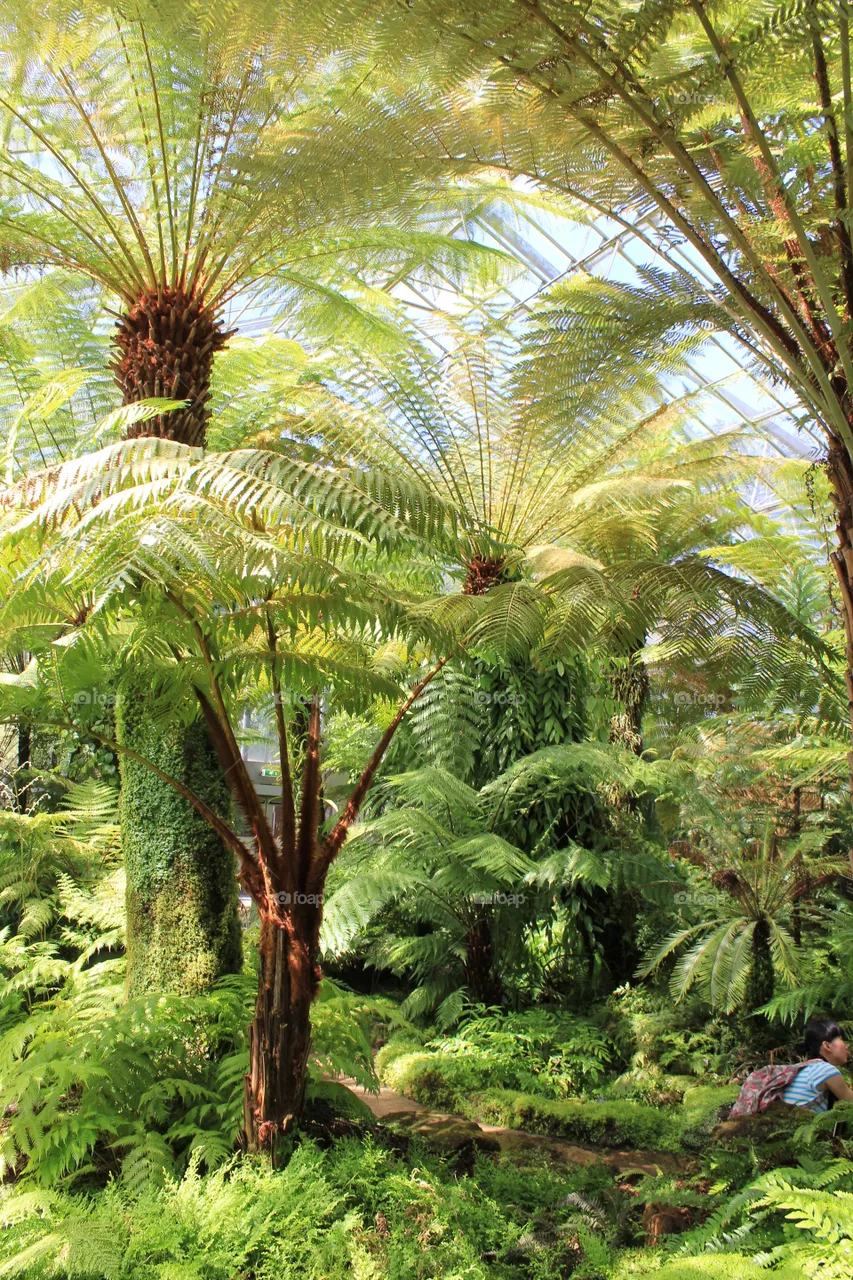 Palms