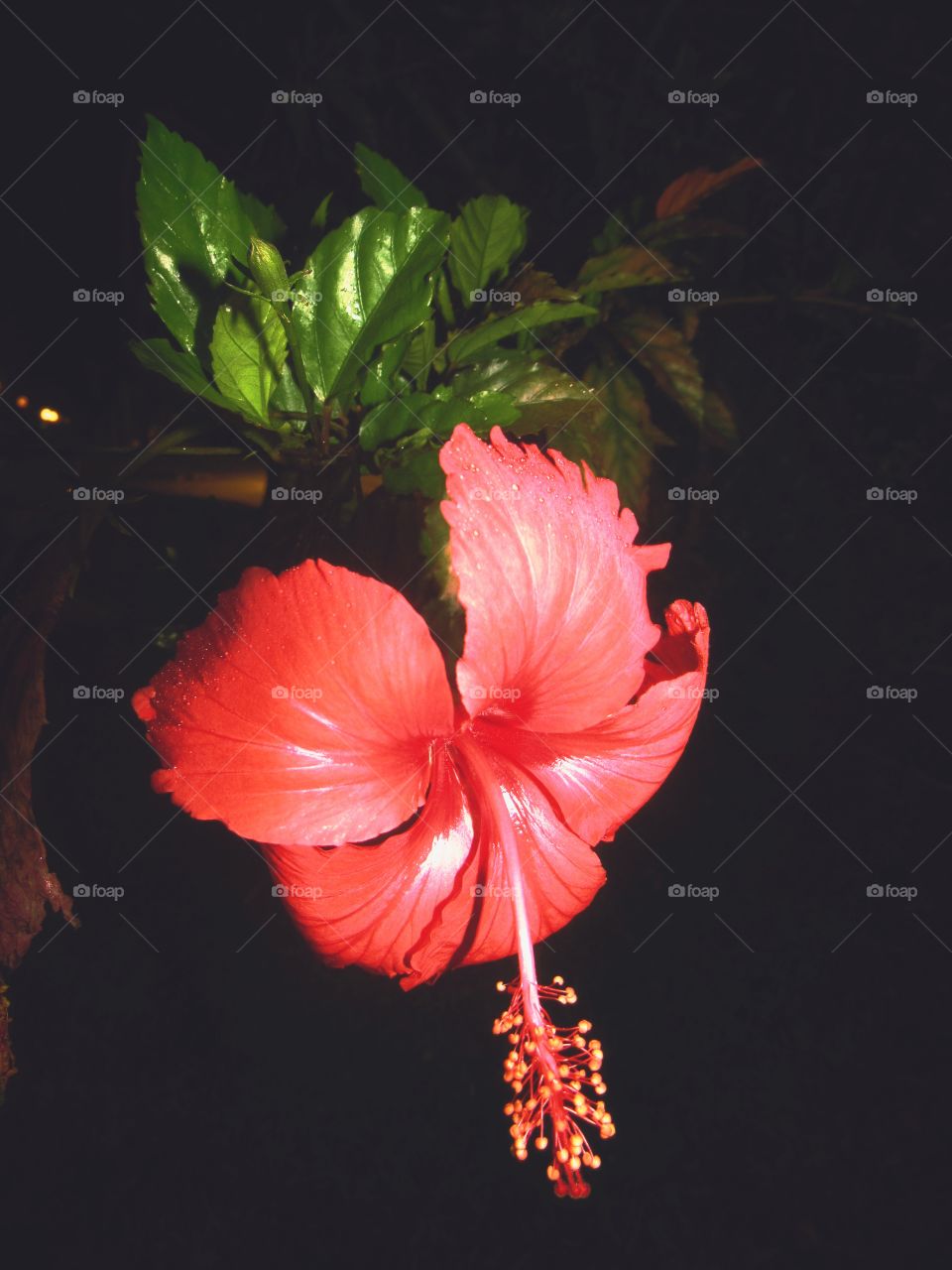 Red flower night (noite da flor vermelha)