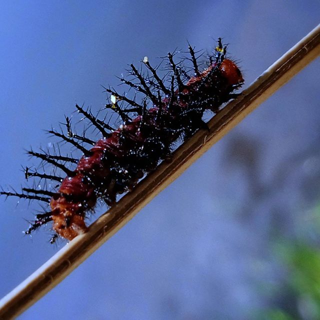 Nature