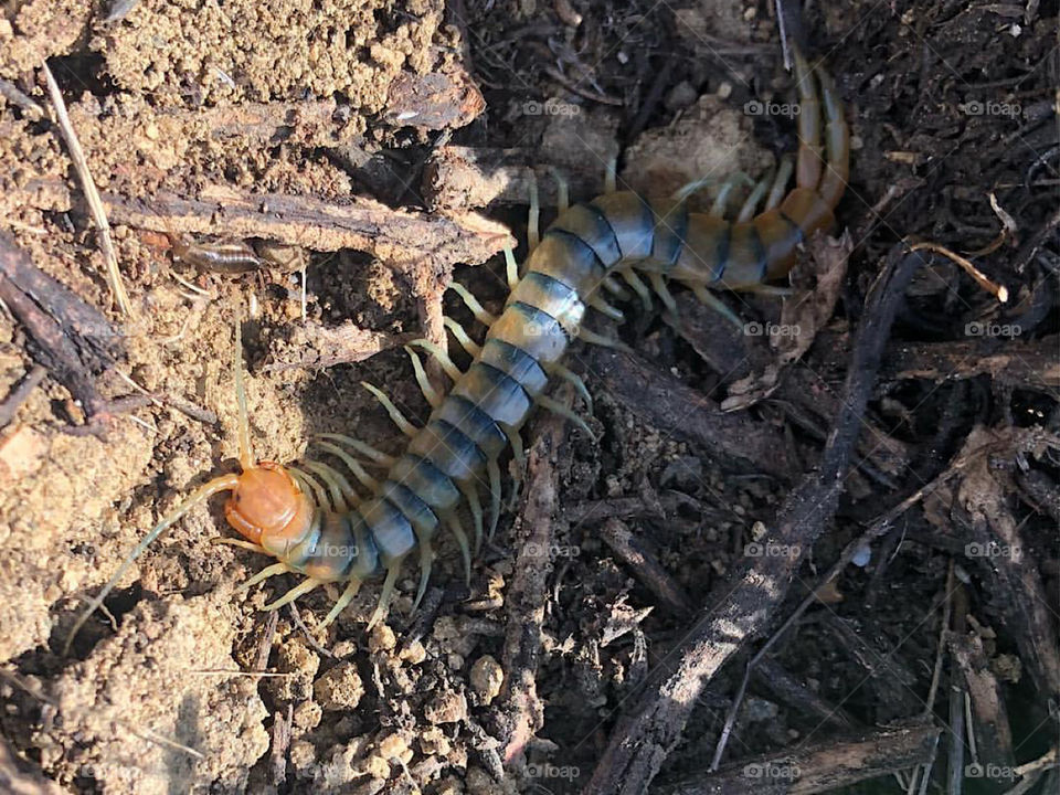 Scolopendra Polymorpha centipede in a shaded area