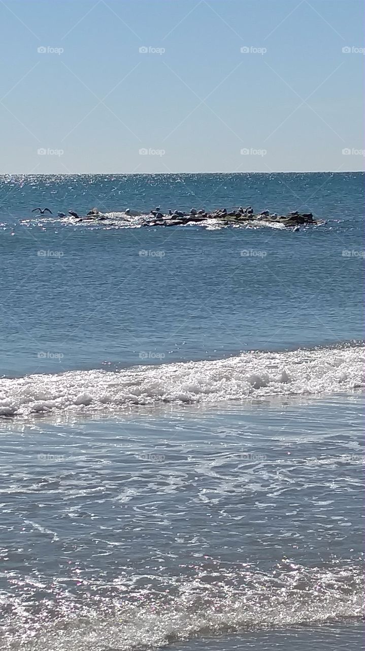 gulls on a rock