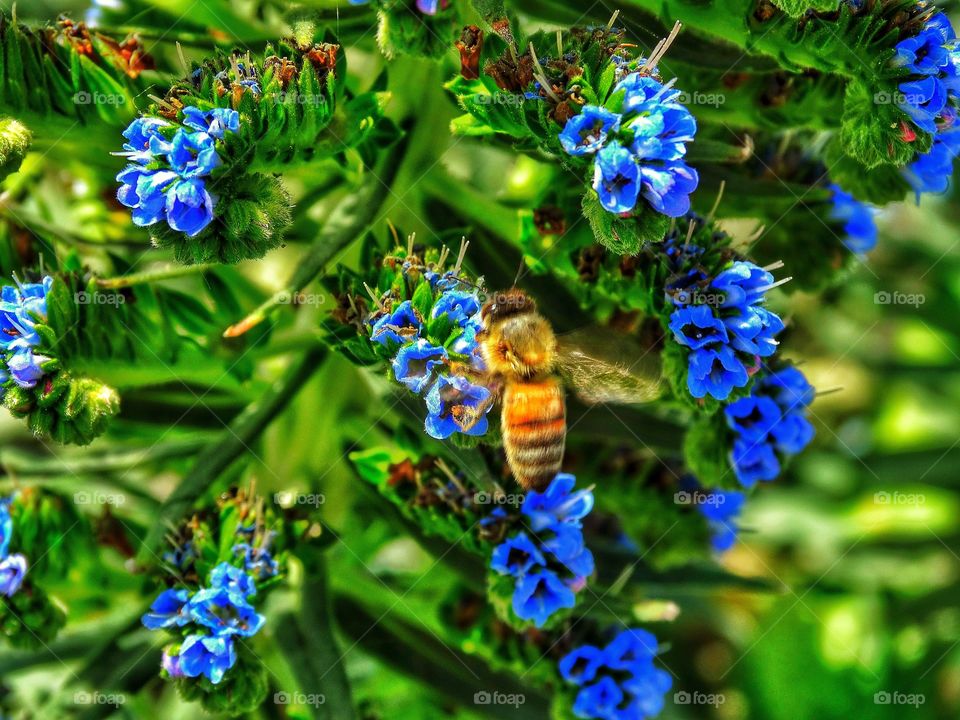 Close-up of bee pollinating flower