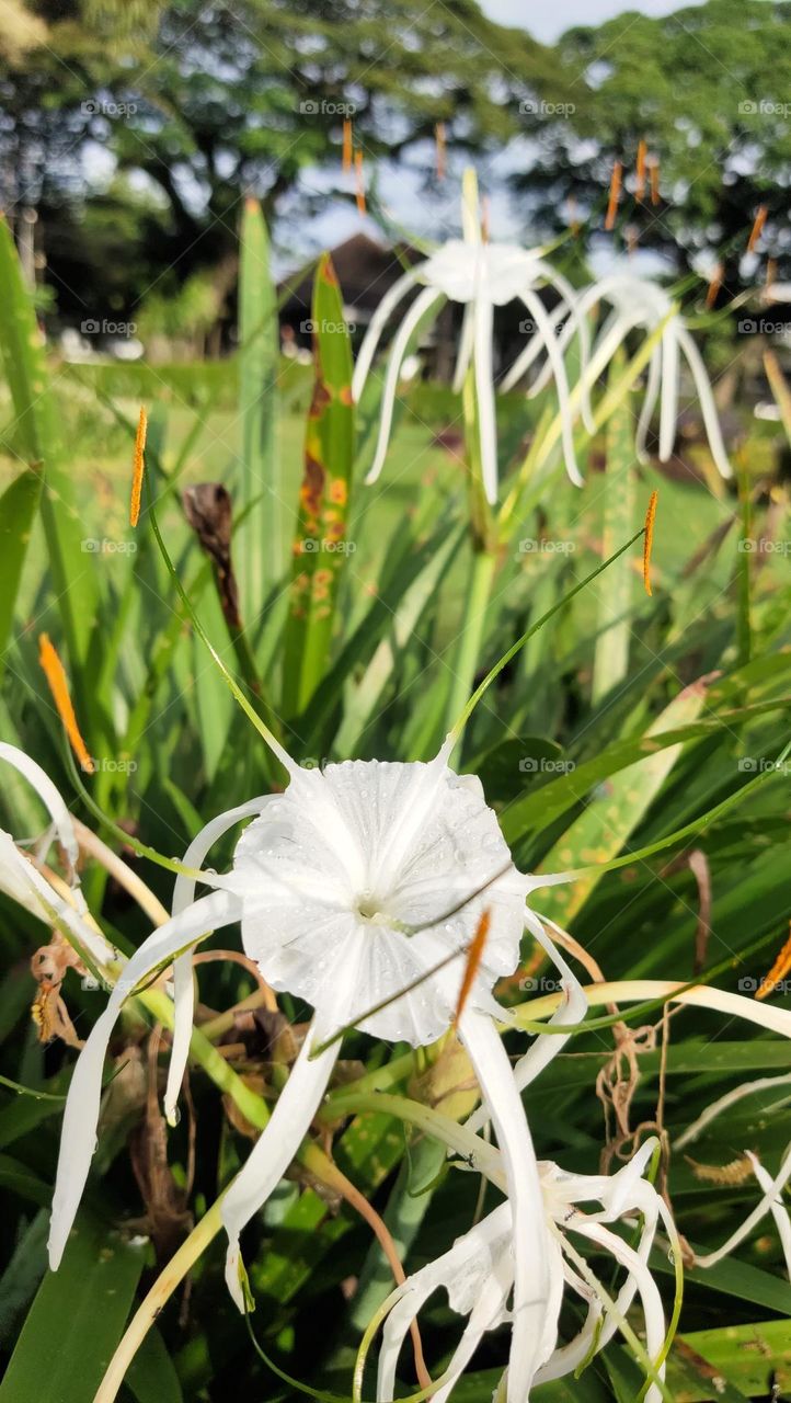 bunga putih dan daun