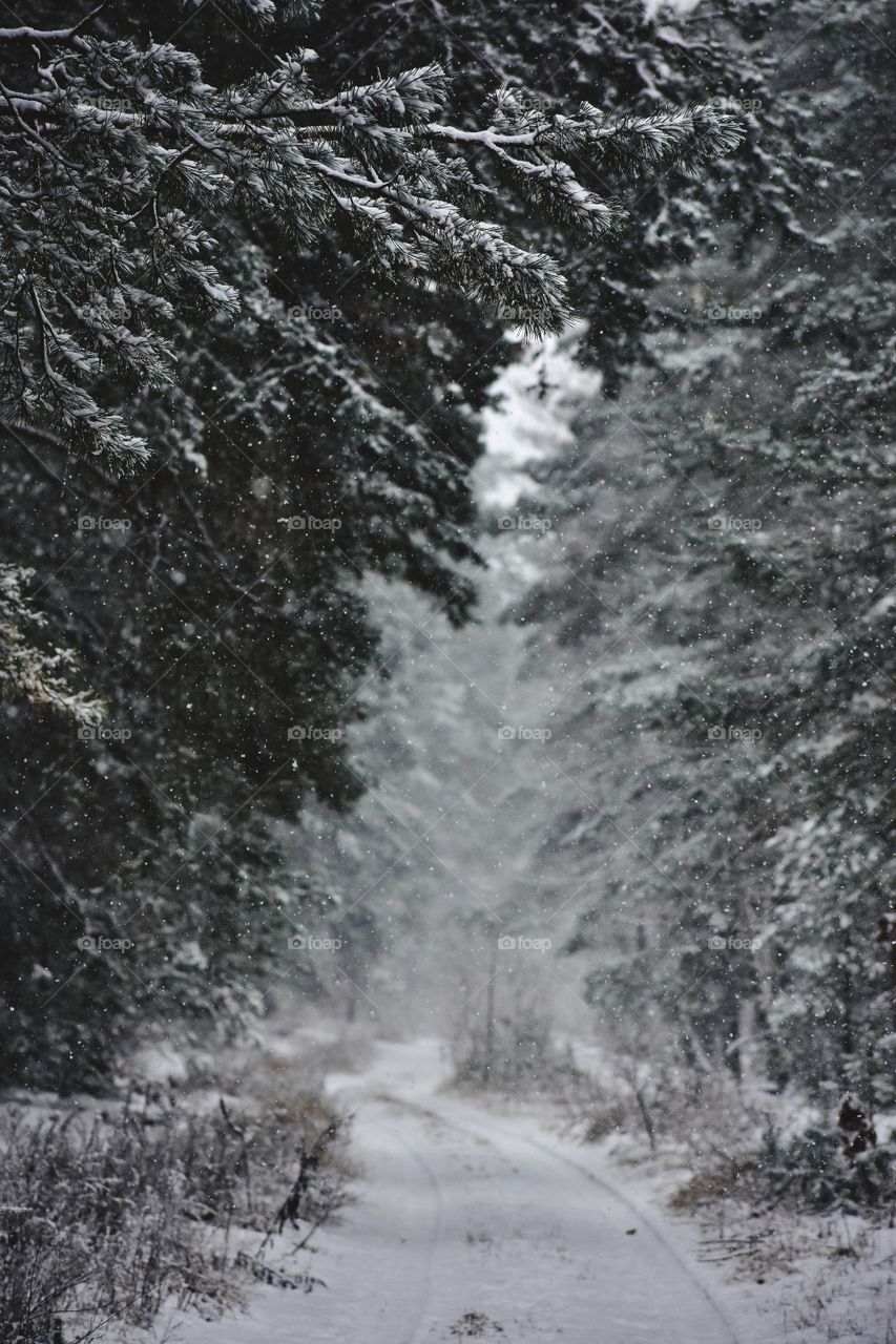 Winter Forest in Ukraine