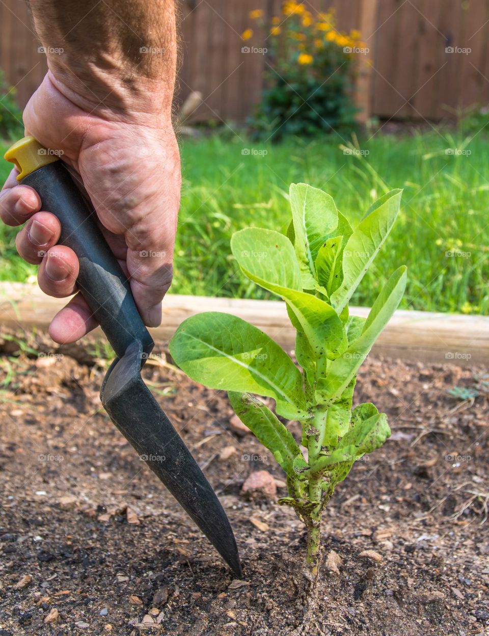 Vertical photo of a male Caucasian hand with a black spade digging up a large green leaf lettuce plant