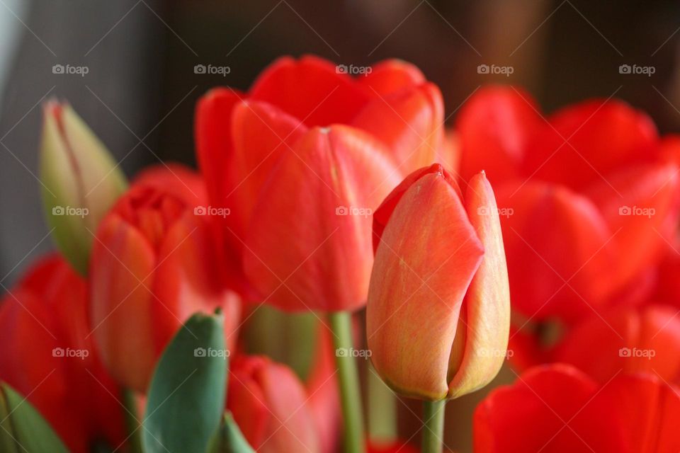 Tulips