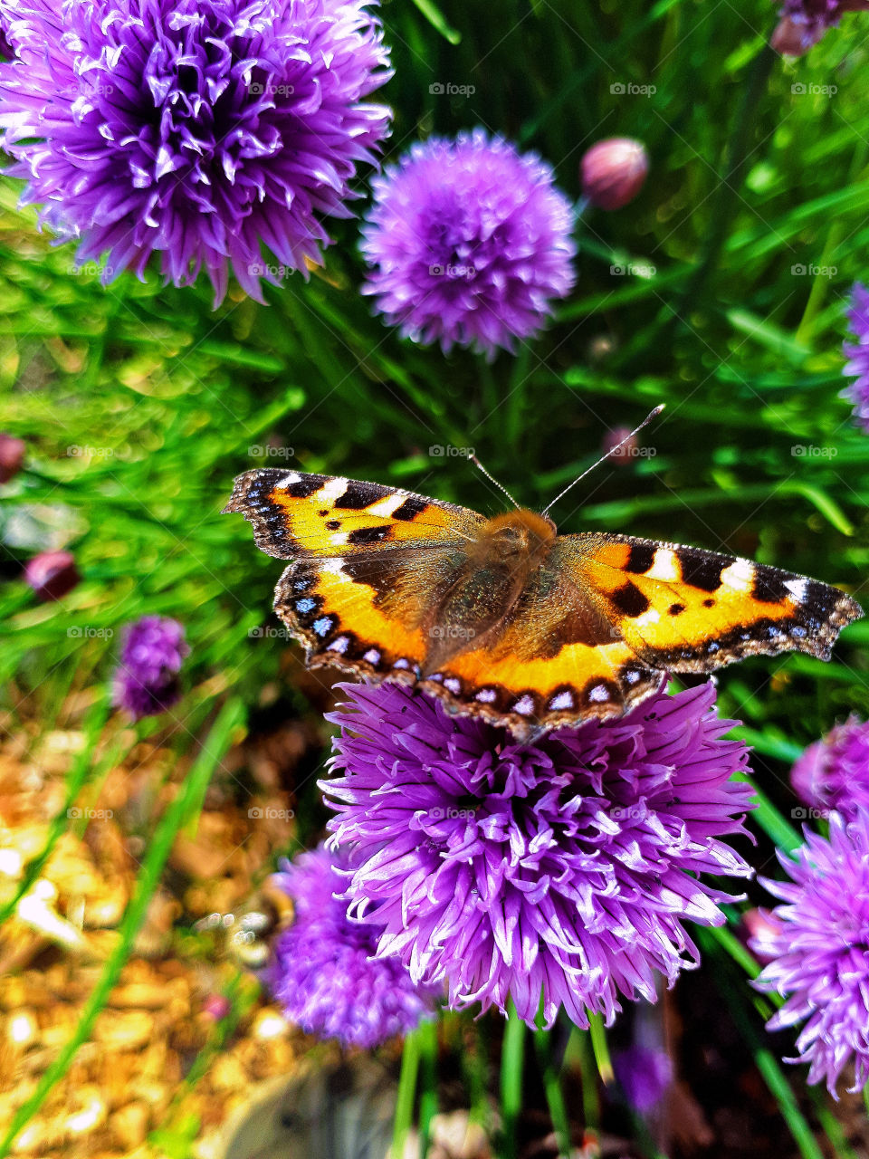 Butterfly on Chives