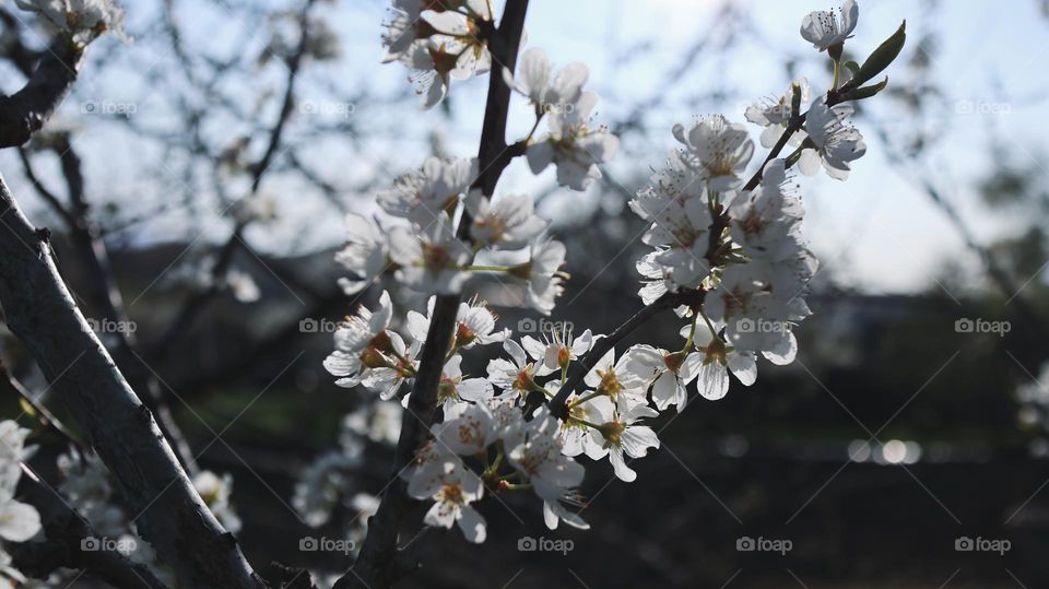 Fresh nature, beautiful small flowers, sunny weather