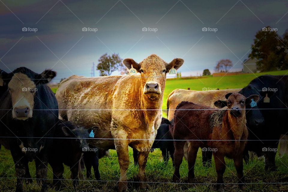 Happy cows out on the farm