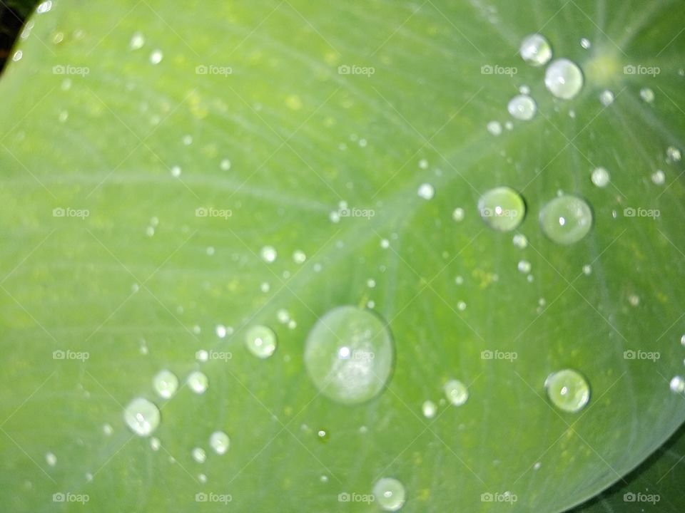 Rain Drop On Green Leaf