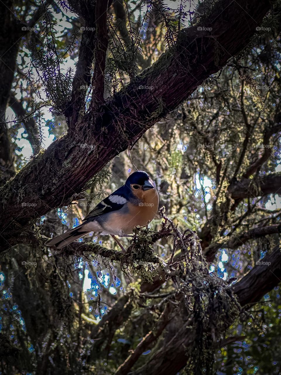 Bird in tree 