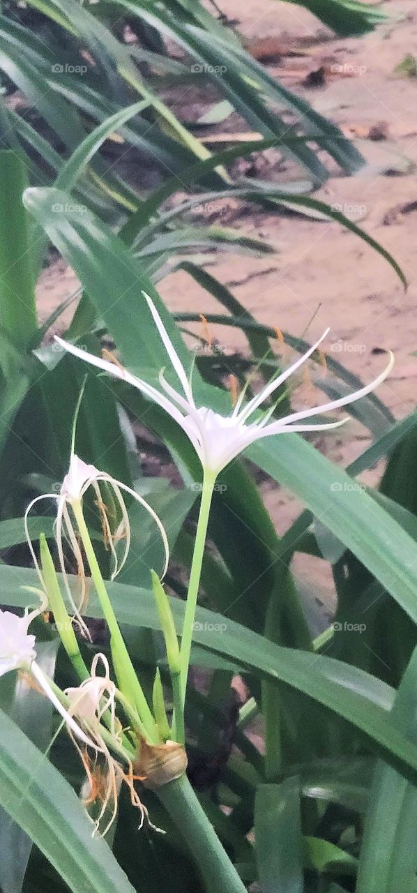 Hymenocallis littoralis