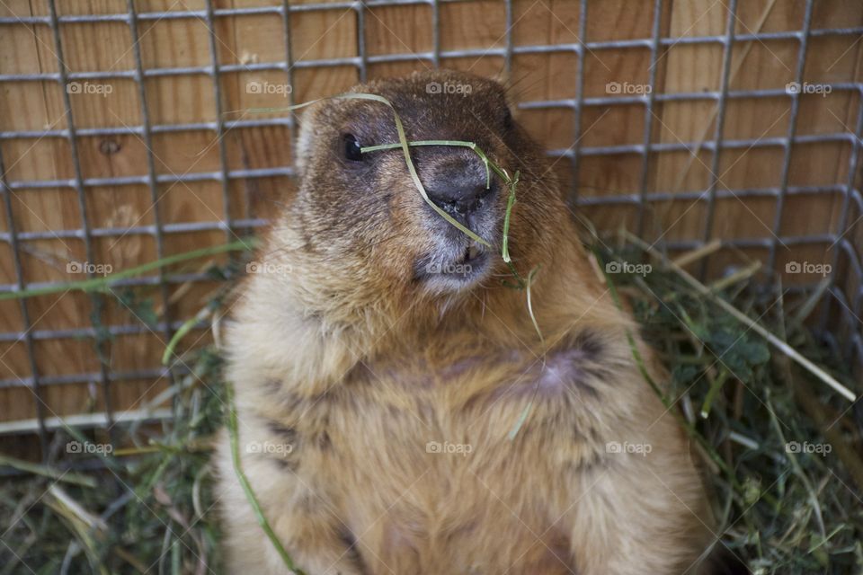 Woodchuck in cage