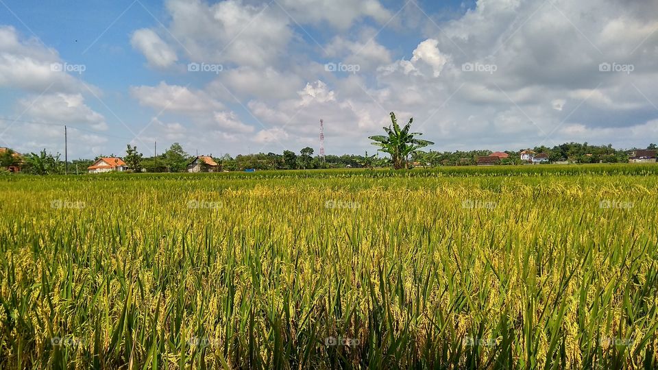 Cereal, Agriculture, Farm, Rural, Field