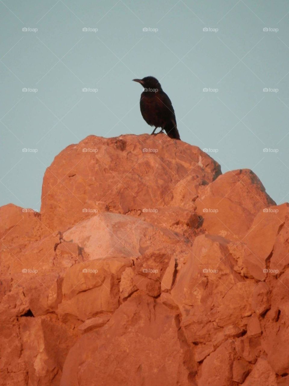 Crow on Stone