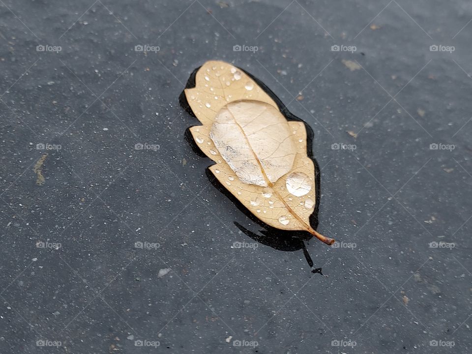 water dropped leaf on a rainy day in Auburn California