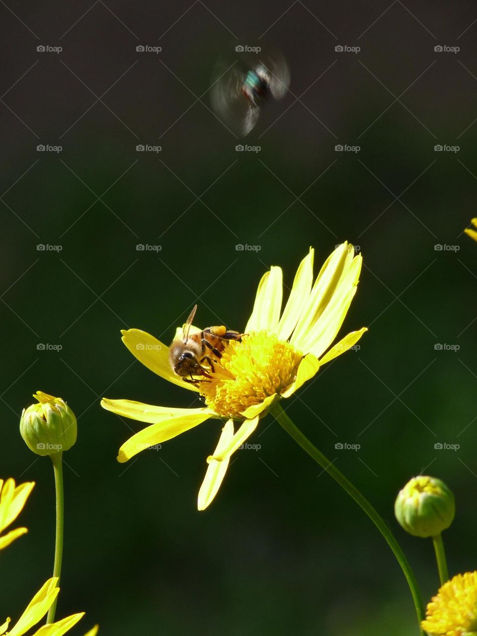 Bee