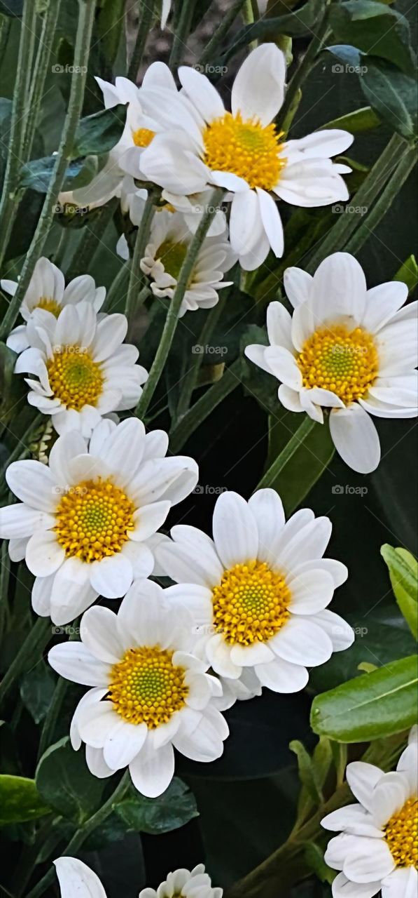 "Common beauty." White petals and a yellow center,  some nice long green stems and leaves make the common daisy a beauty.