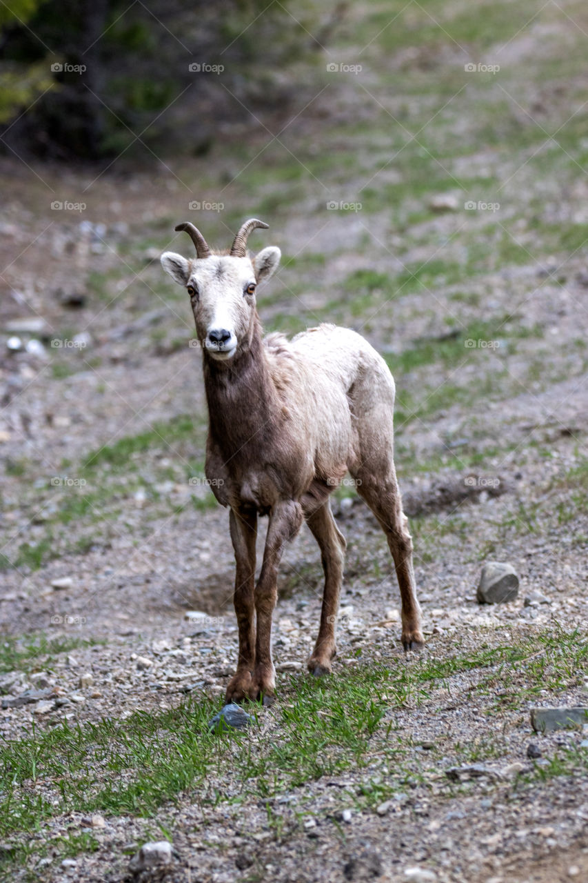 Bighorn sheep in the Montana mountains. 