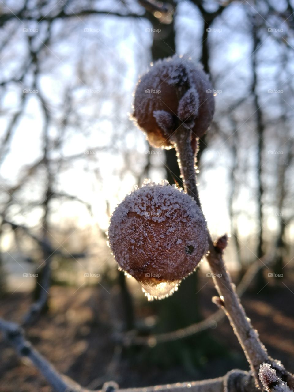 Frozen gall