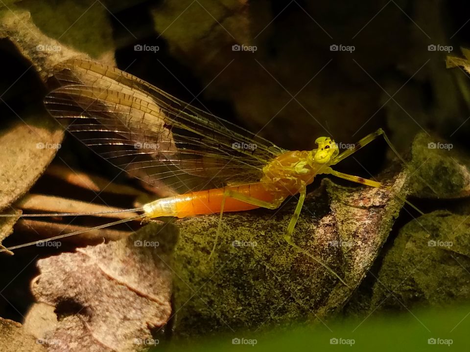Insect, Dragonfly, Invertebrate, Wildlife, Nature