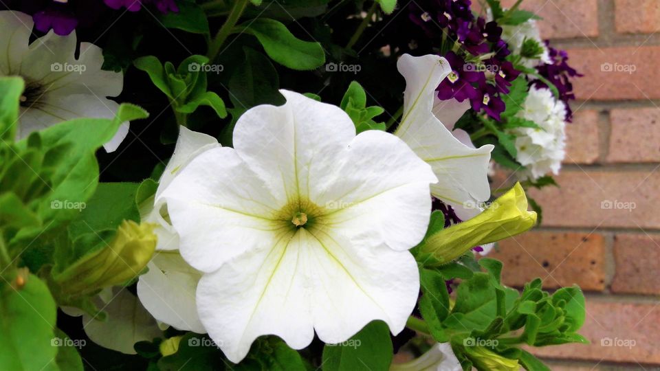 Wave Petunia