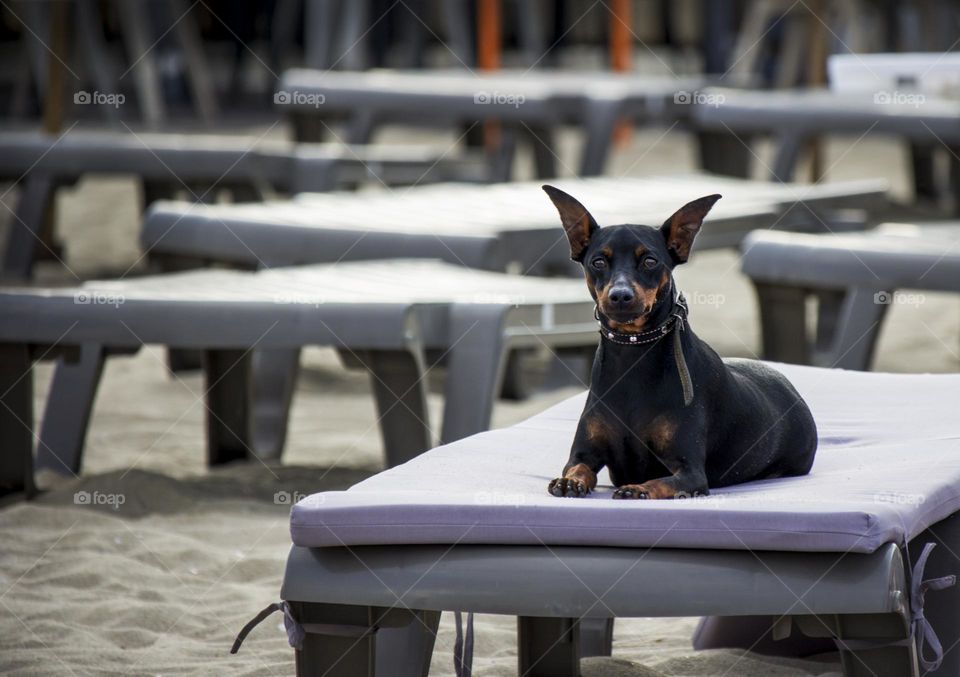 Dog on the sunbed at the beach