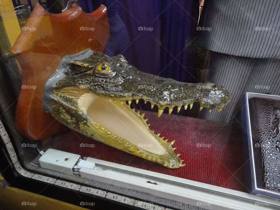 Crocodile