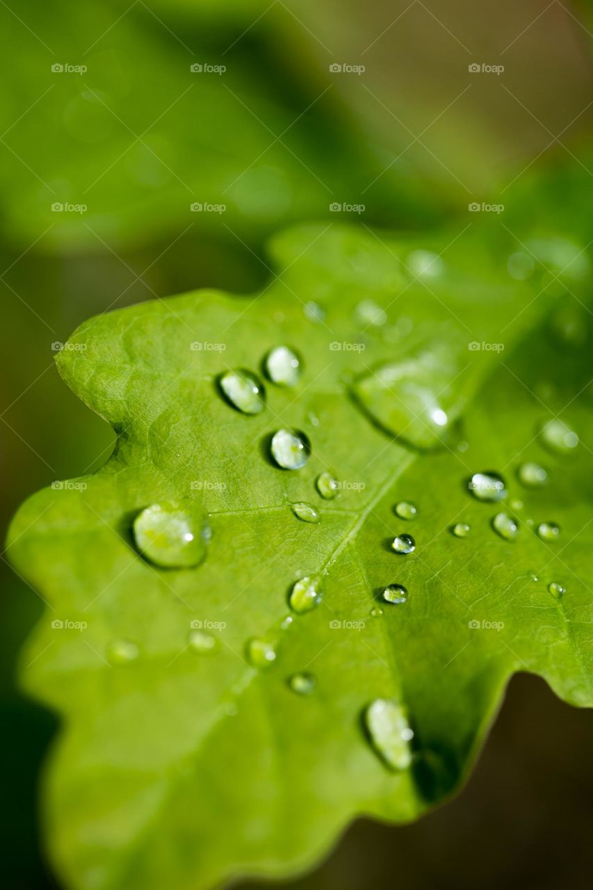 Water droplets in green leaf close up background nature therapy amazing naturalism macro microcosmos super bubbles