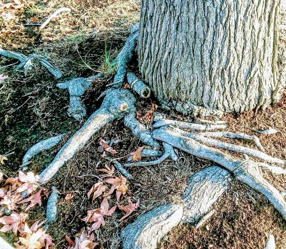 Focus: Roots on a Mature Tree