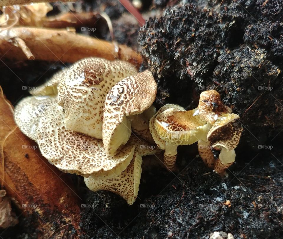 pilz mushroom erde klein