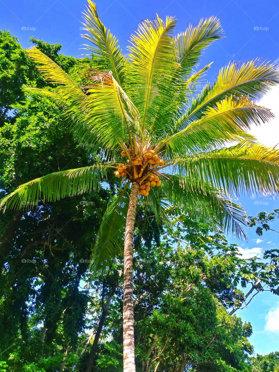 Coconut Tree. Cocos nucifera.