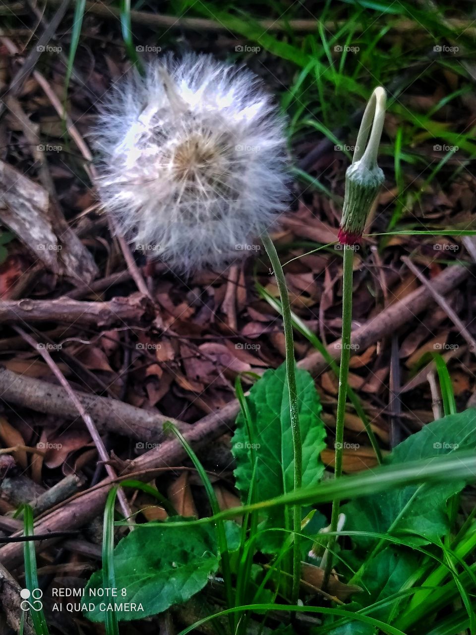 Dente de leão a chuva traz vida a plantação