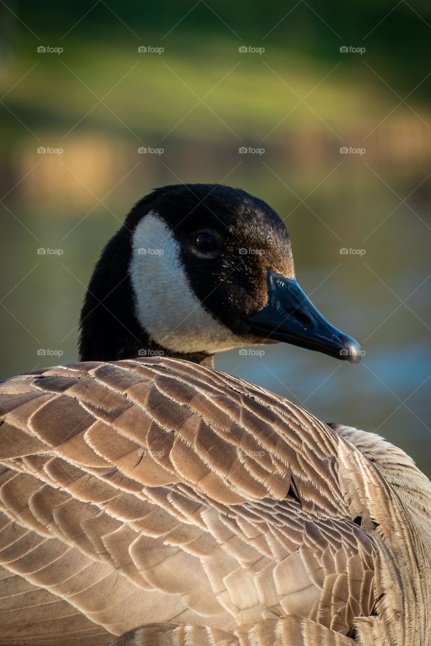 Duck in a Antwerpen park