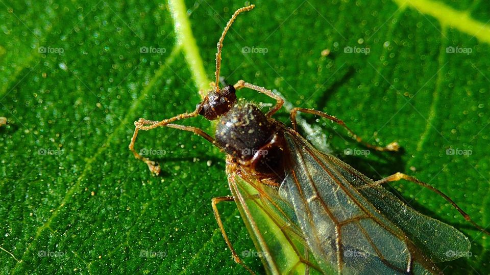 Male ants with wings, walking ant