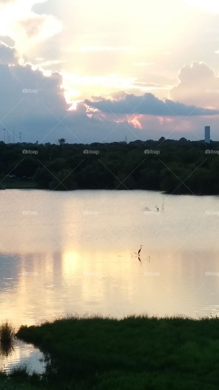 Bird in the water
