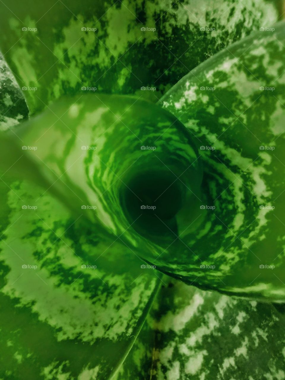 Verde, branco e morrom... da terra.