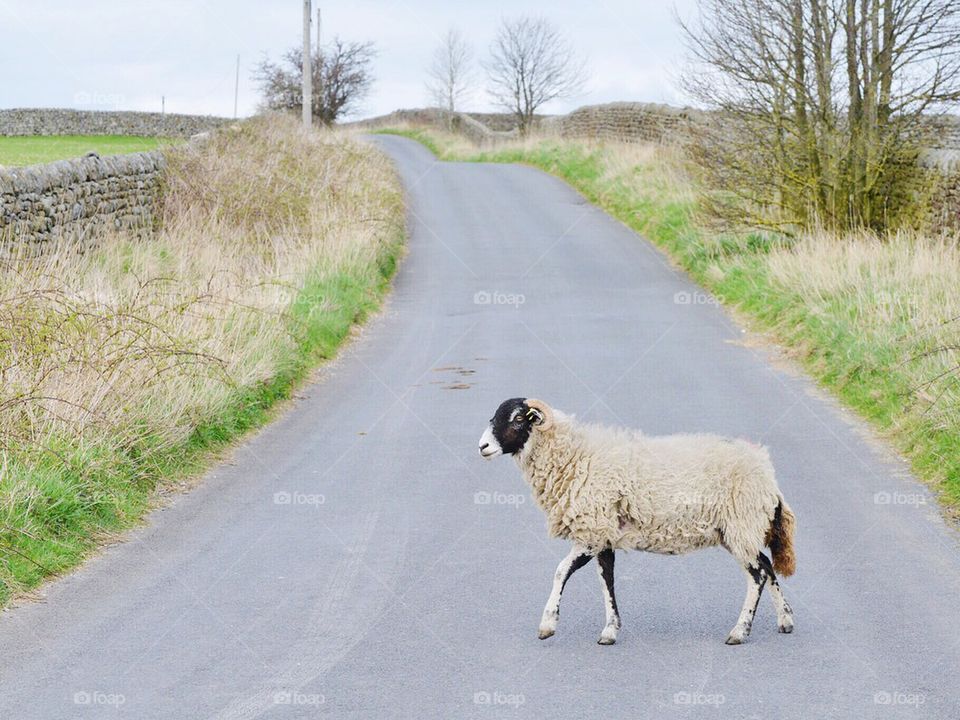 Sheep on the road