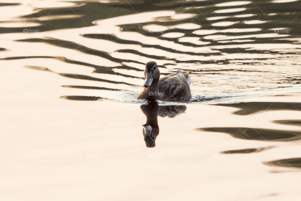 Reflection of duck swimming in water