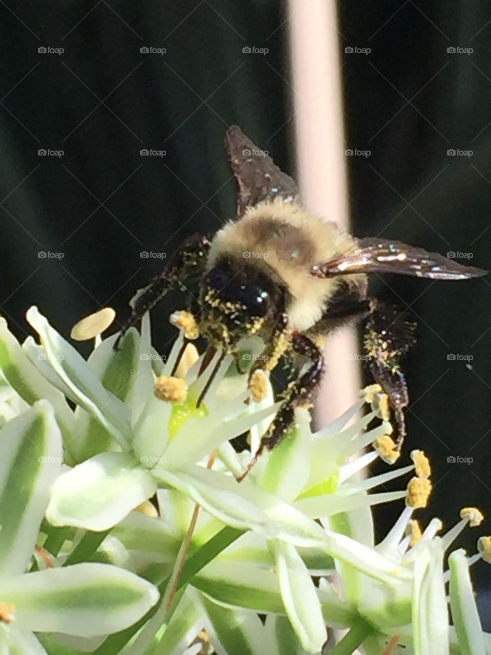 Bee nature