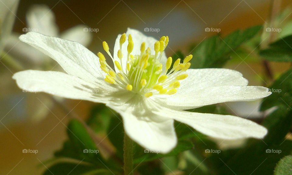 wood anemone. wood anemone 