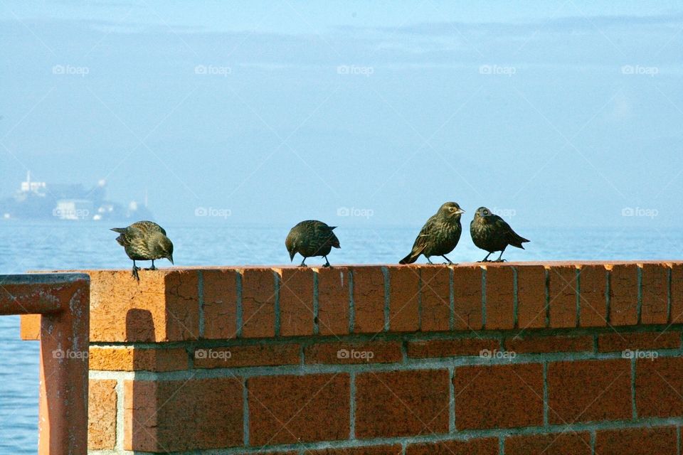 Birds. Ocean 