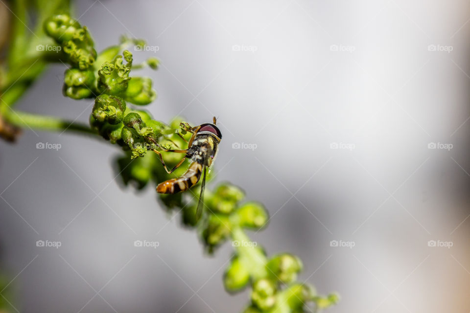insect on green plant part