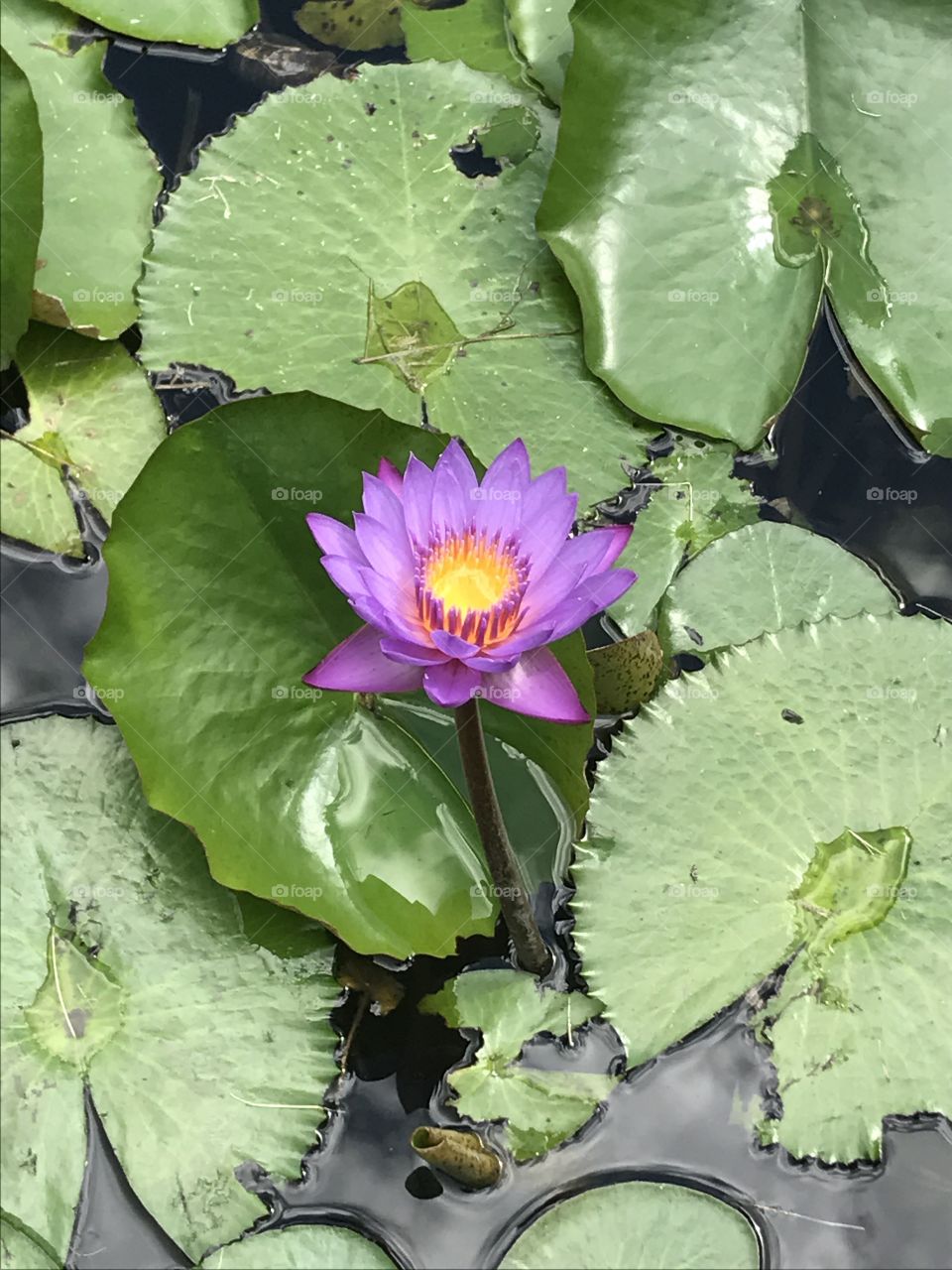 Beautiful Purple Lilly, Botanical Gardens, Santo Domingo