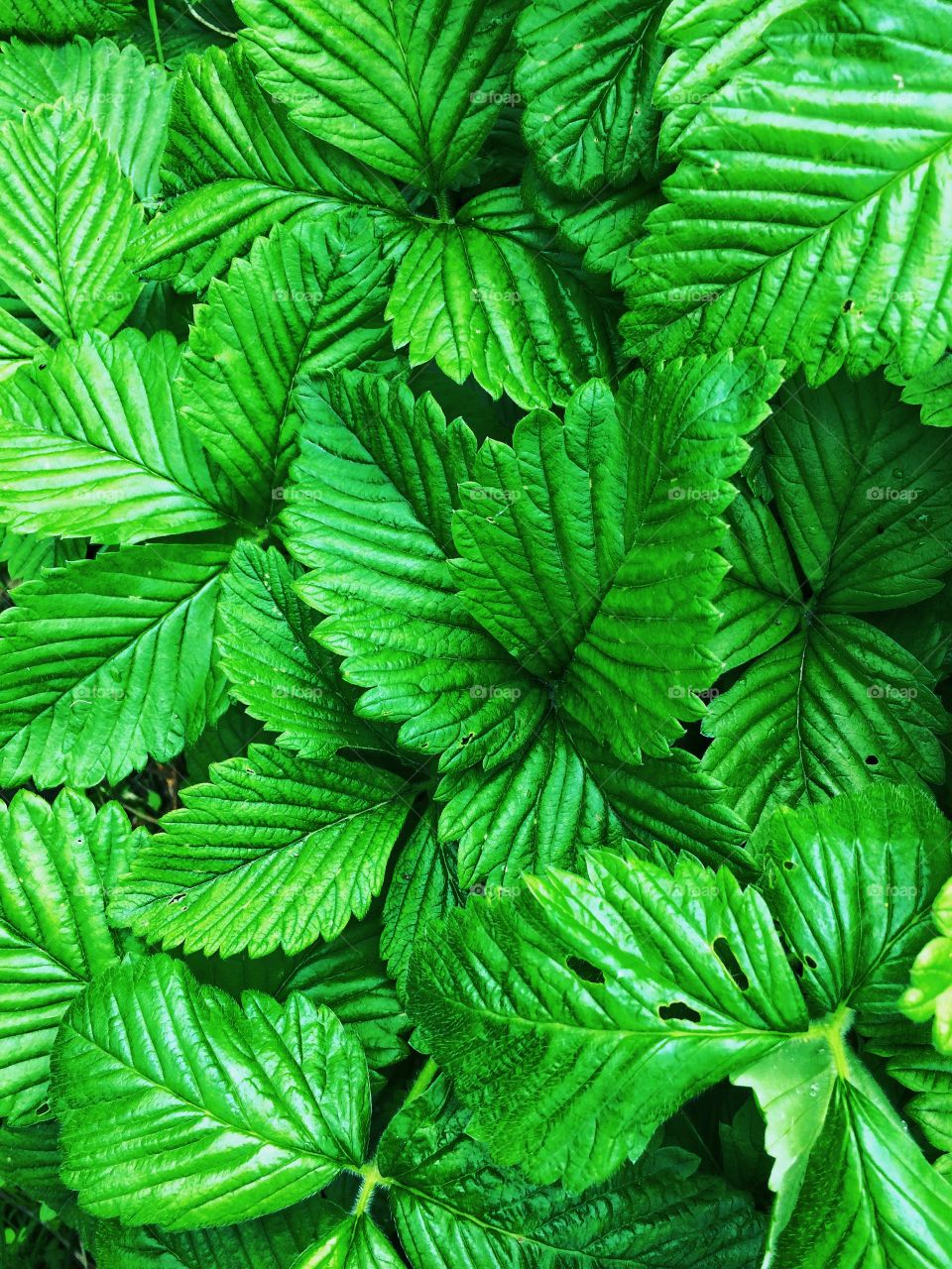 Green leaf background 