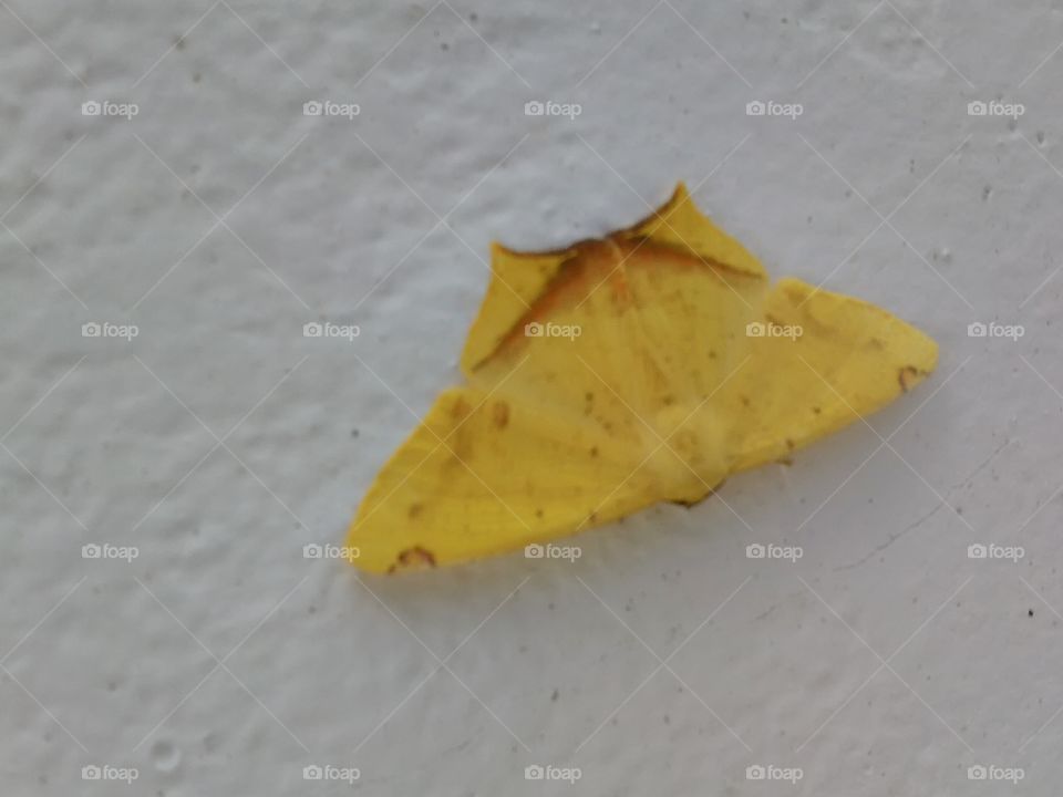 Pretty gold moth laying on a white concrete wall outside. Peaceful and undisturbed.