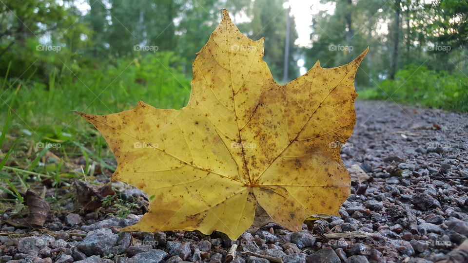 Autumn leaf closeup
