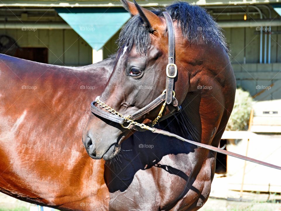 Mark My Style. Saratoga morning on opening day. This colt gets a cool bath as he prepares to race this Summer. 
zazzle.com/Fleetphoto 