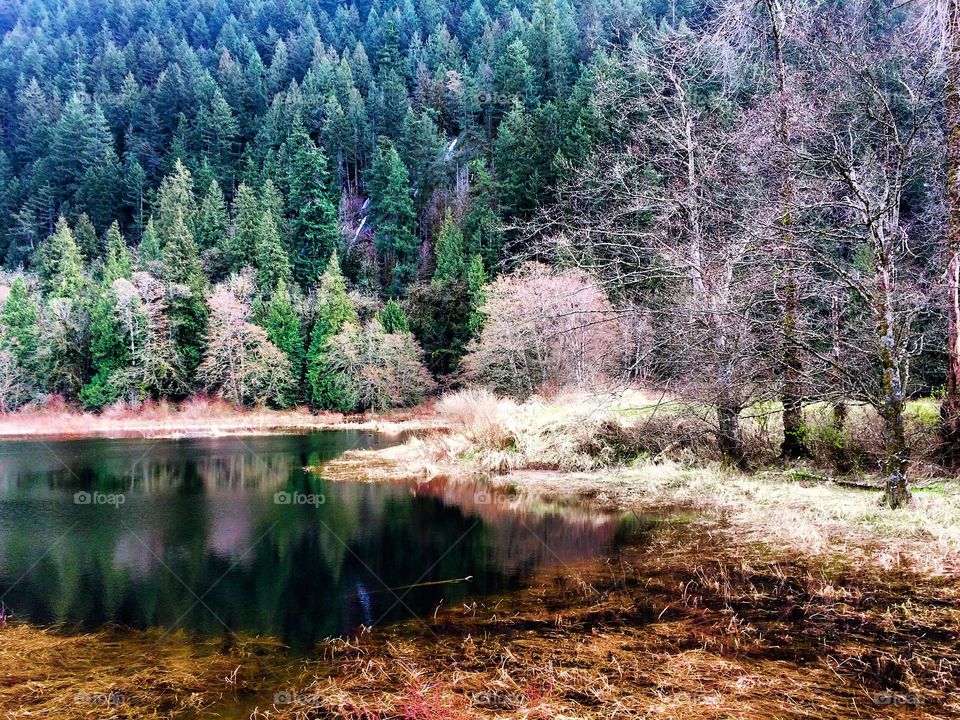 Springtime in Pitt Addington Marsh.