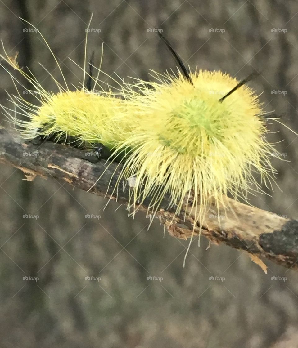 American Dagger Moth Caterpillar 